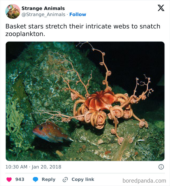 Nature's Weirdest and Coolest Creatures You Won't Believe Exist