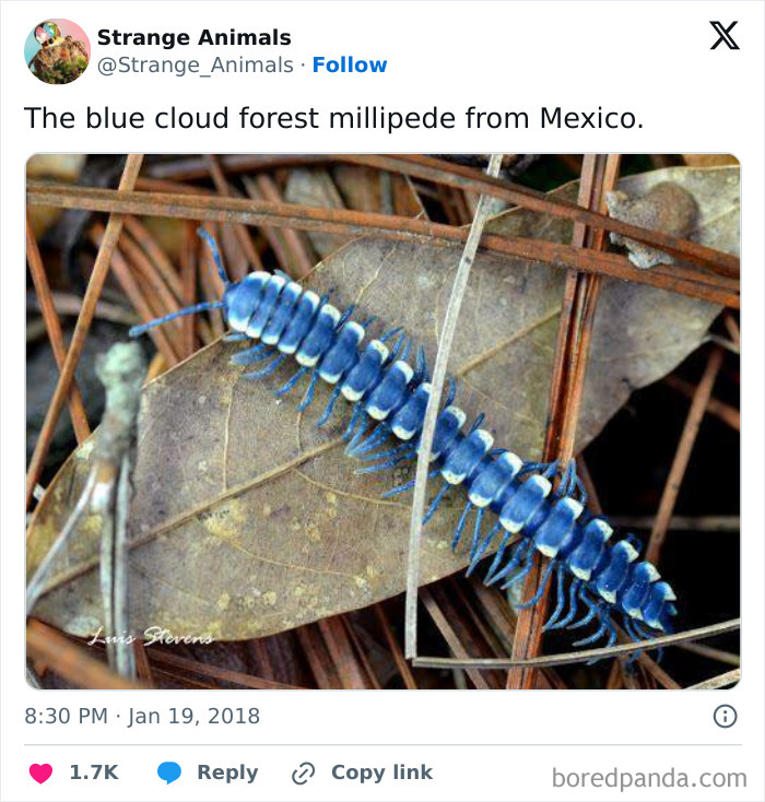 Nature's Weirdest and Coolest Creatures You Won't Believe Exist