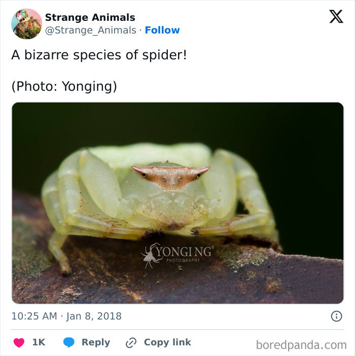 Nature's Weirdest and Coolest Creatures You Won't Believe Exist