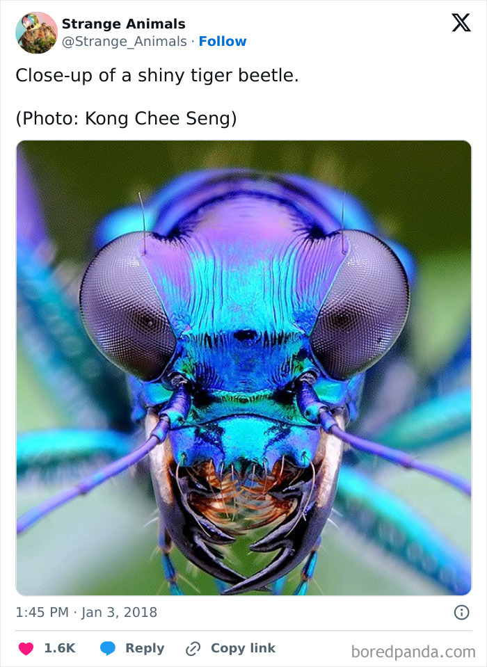 Nature's Weirdest and Coolest Creatures You Won't Believe Exist