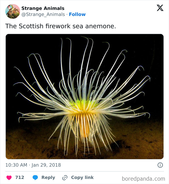 Nature's Weirdest and Coolest Creatures You Won't Believe Exist