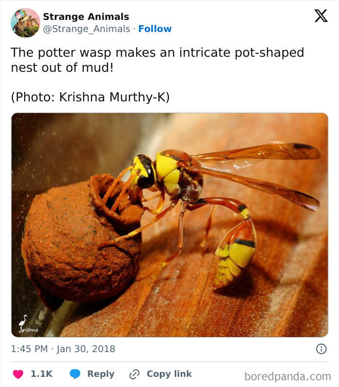 Nature's Weirdest and Coolest Creatures You Won't Believe Exist