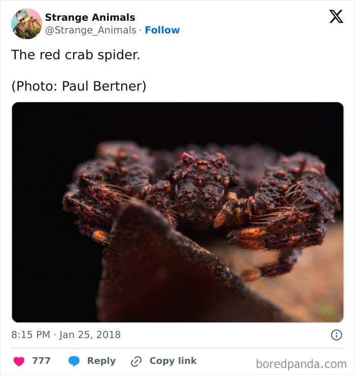 Nature's Weirdest and Coolest Creatures You Won't Believe Exist