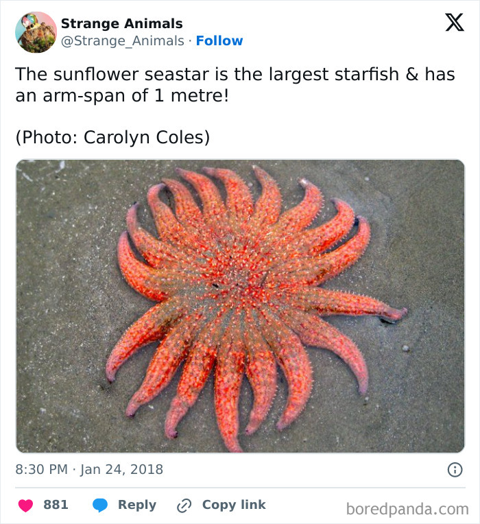 Nature's Weirdest and Coolest Creatures You Won't Believe Exist
