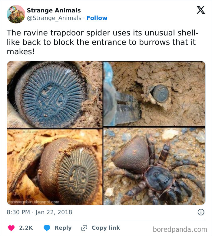 Nature's Weirdest and Coolest Creatures You Won't Believe Exist