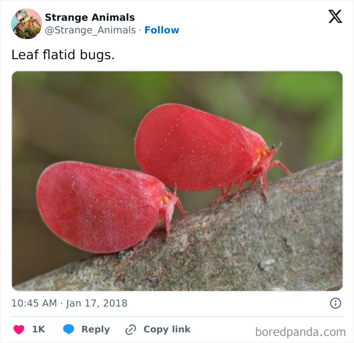 Nature's Weirdest and Coolest Creatures You Won't Believe Exist