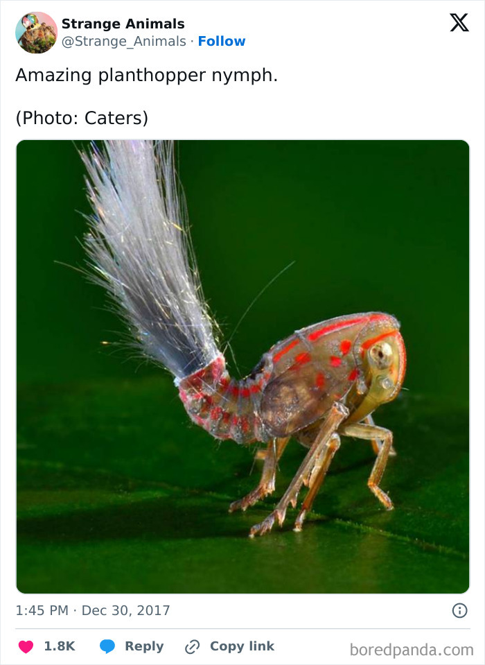 Nature's Weirdest and Coolest Creatures You Won't Believe Exist