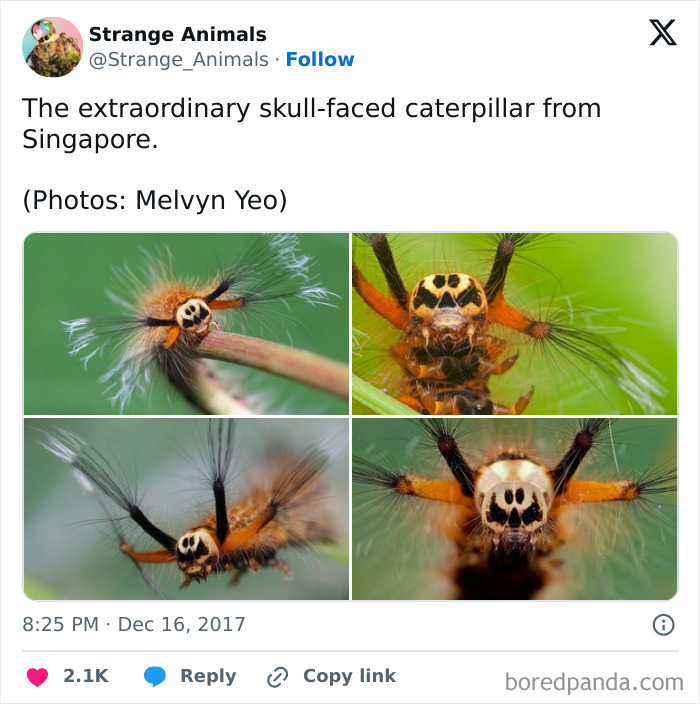 Nature's Weirdest and Coolest Creatures You Won't Believe Exist