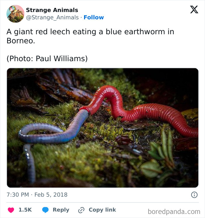 Nature's Weirdest and Coolest Creatures You Won't Believe Exist