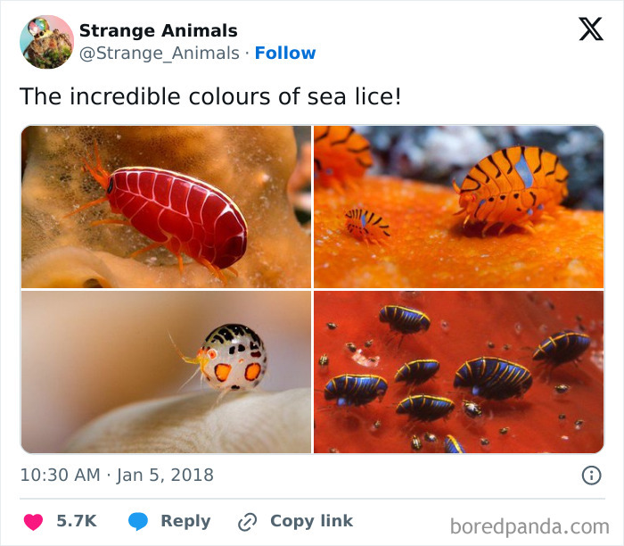 Nature's Weirdest and Coolest Creatures You Won't Believe Exist