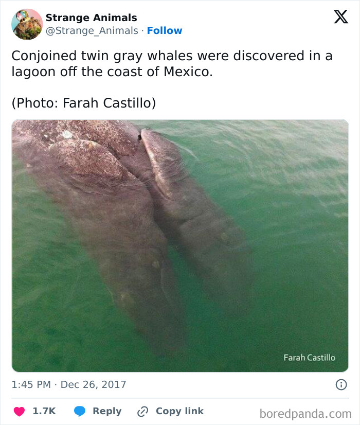 Nature's Weirdest and Coolest Creatures You Won't Believe Exist