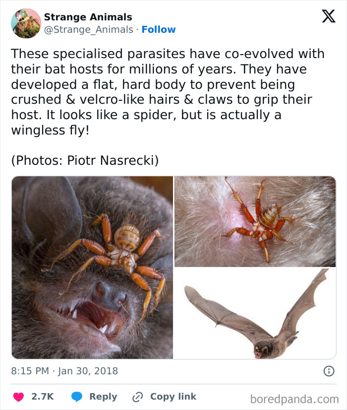 Nature's Weirdest and Coolest Creatures You Won't Believe Exist