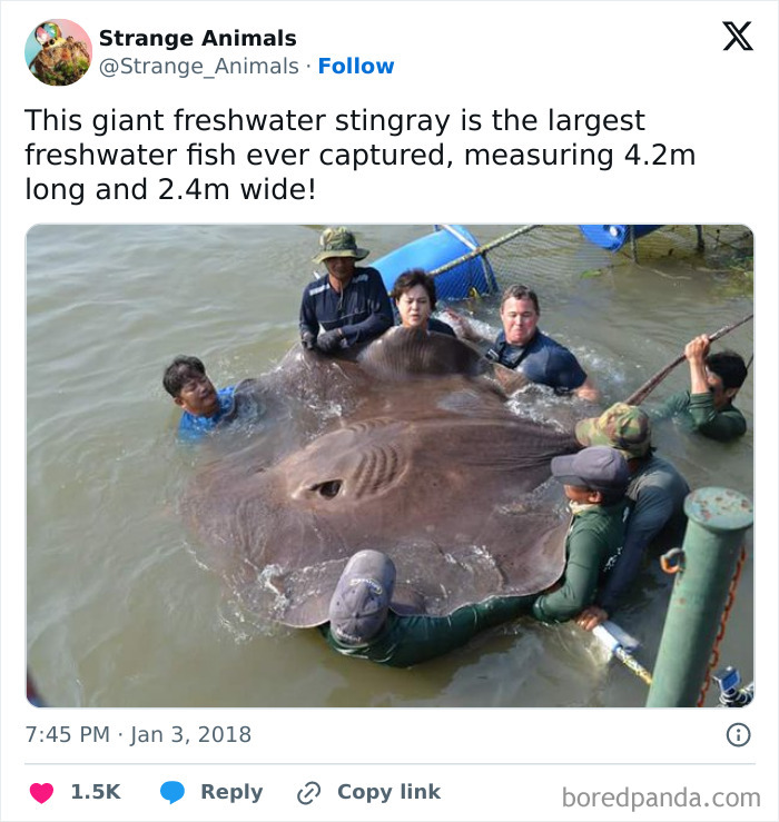 Nature's Weirdest and Coolest Creatures You Won't Believe Exist