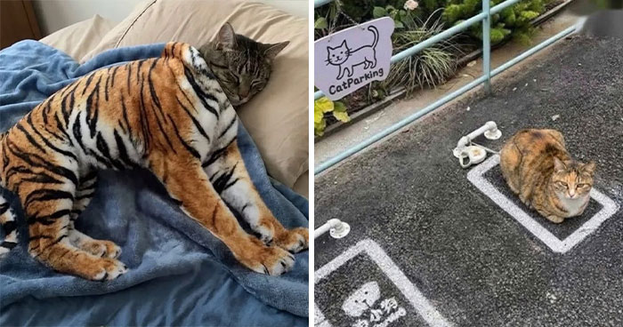 Wait, These Animal Pics Are Way Too Good To Miss (37 Fresh Shots)
