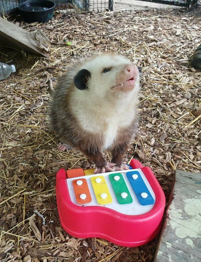 Wait, These Animal Pics Are Way Too Good To Miss (37 Fresh Shots)