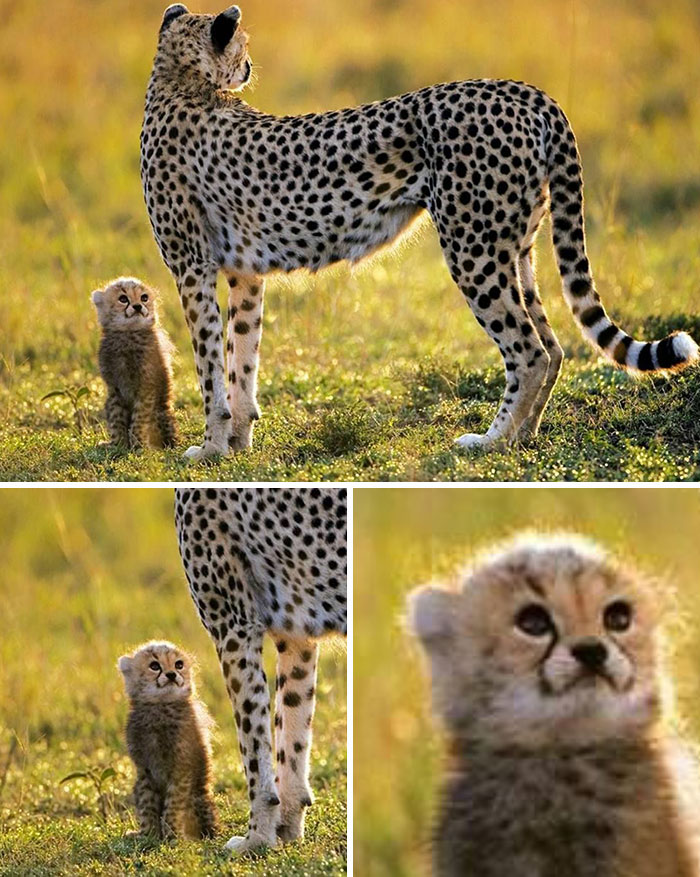 Wait, These Animal Pics Are Way Too Good To Miss (37 Fresh Shots)