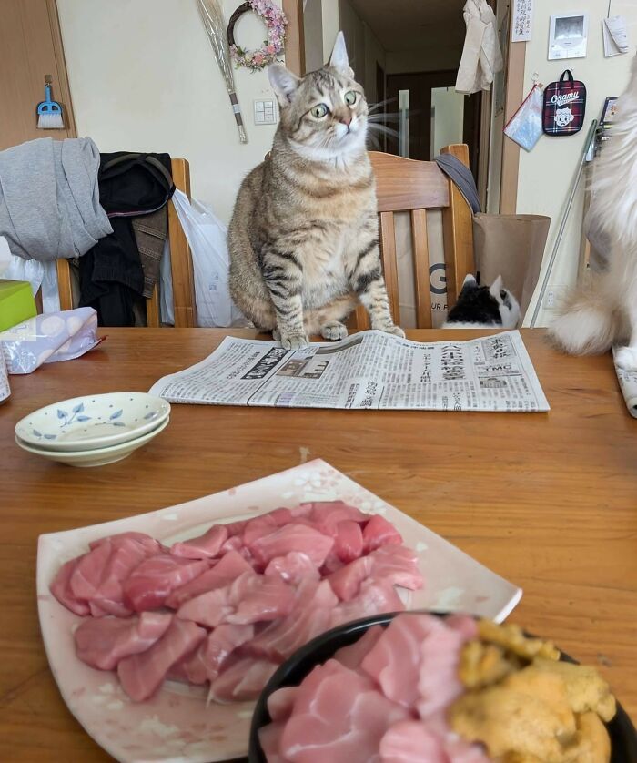 Wait, These Animal Pics Are Way Too Good To Miss (37 Fresh Shots)