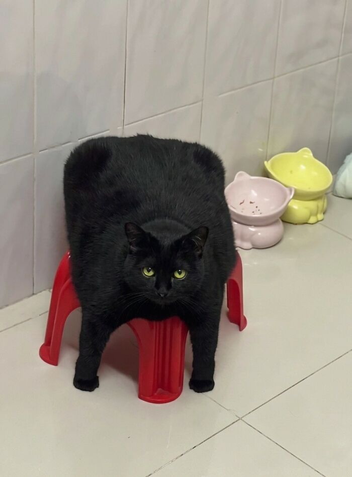 Wait, These Animal Pics Are Way Too Good To Miss (37 Fresh Shots)