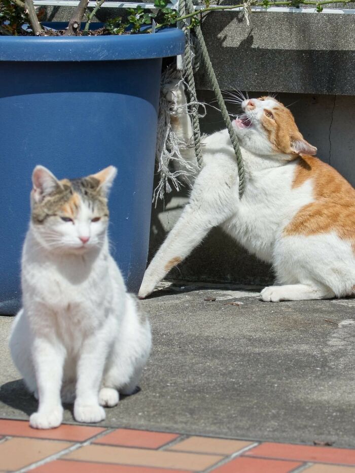 Wait, These Animal Pics Are Way Too Good To Miss (37 Fresh Shots)