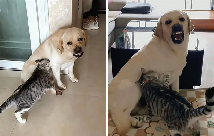 Wait, These Animal Pics Are Way Too Good To Miss (37 Fresh Shots)