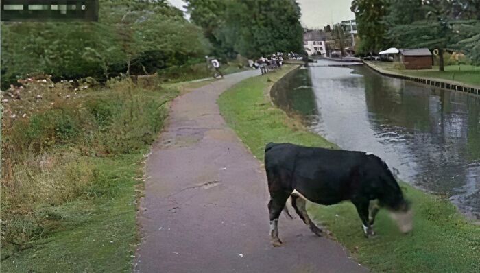 Google's Cow Privacy Game Is Strong