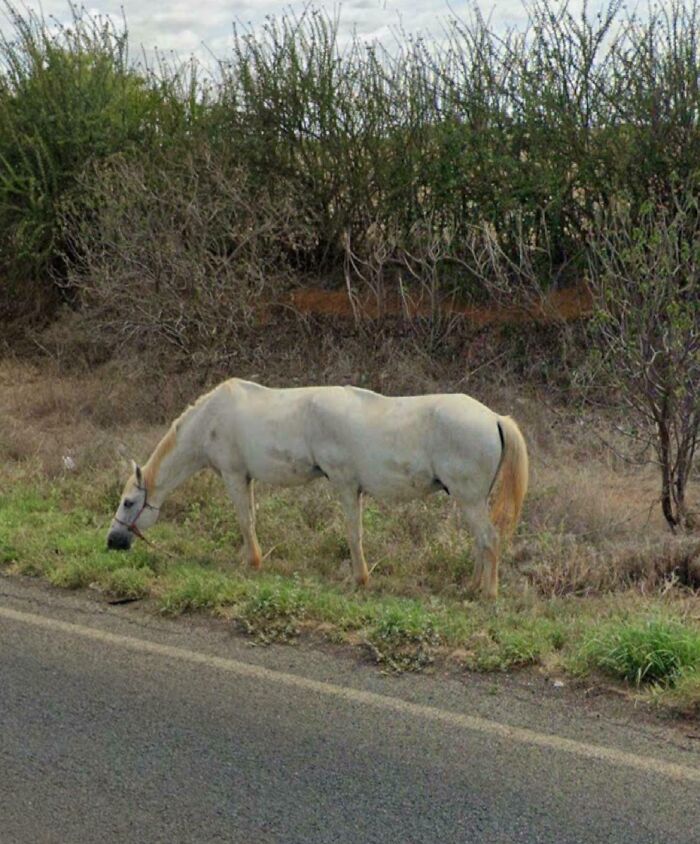 Meet The ‘Oopsie’ Horse Breed