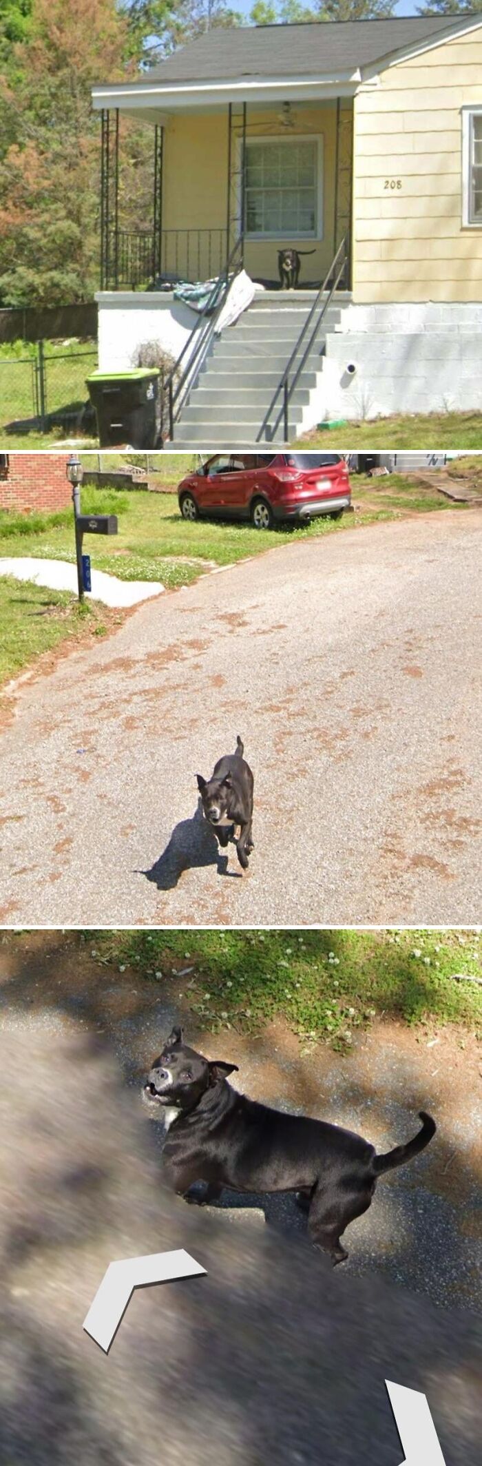 Dog Chasing Street View Car—Best Chase Ever