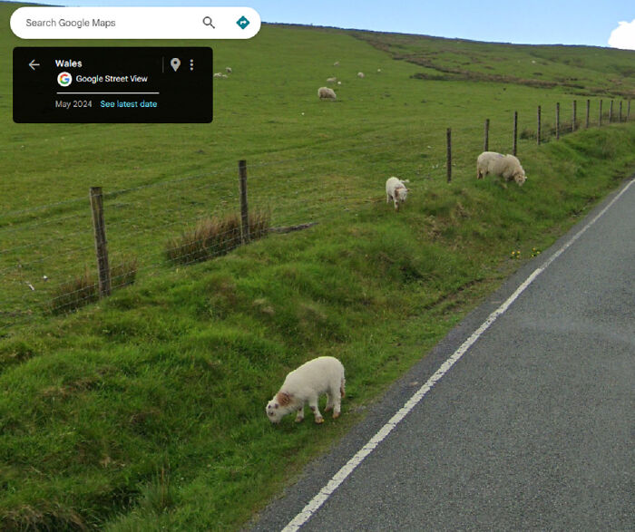 Google Maps Caught The Weirdest Things Ever—No Joke!