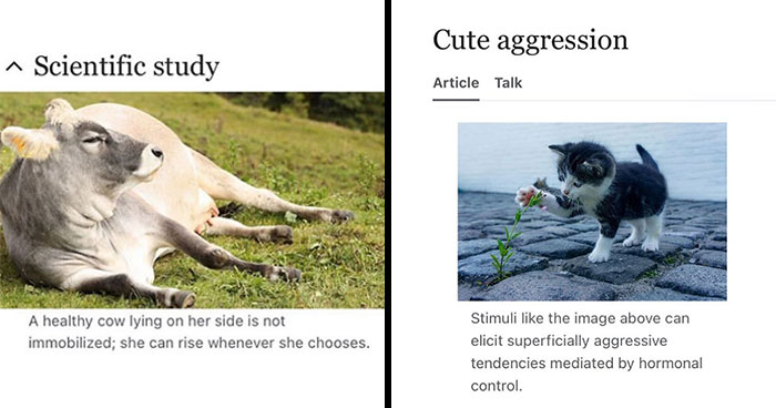Wait, They Actually Dug Up THESE Wild Animal Facts From Wikipedia?!