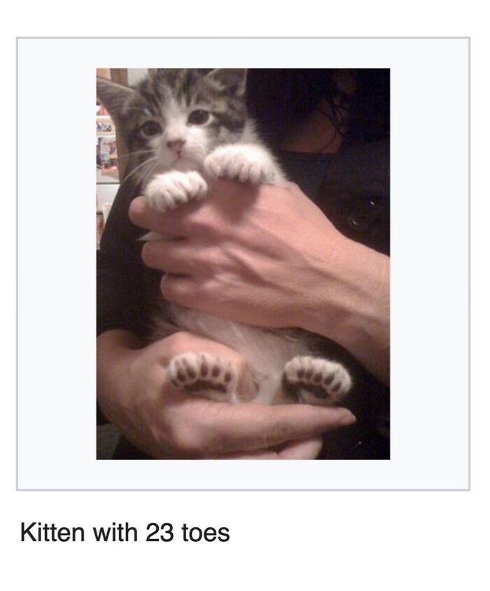 Wait, They Actually Dug Up THESE Wild Animal Facts From Wikipedia?!