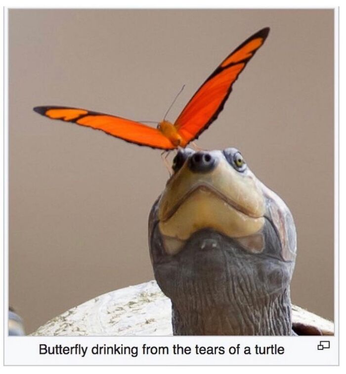 Wait, They Actually Dug Up THESE Wild Animal Facts From Wikipedia?!
