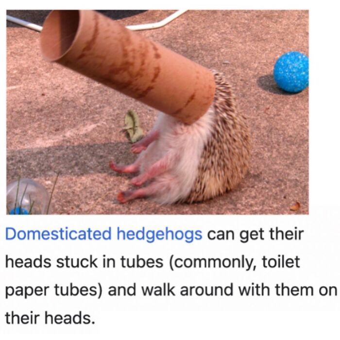 Wait, They Actually Dug Up THESE Wild Animal Facts From Wikipedia?!
