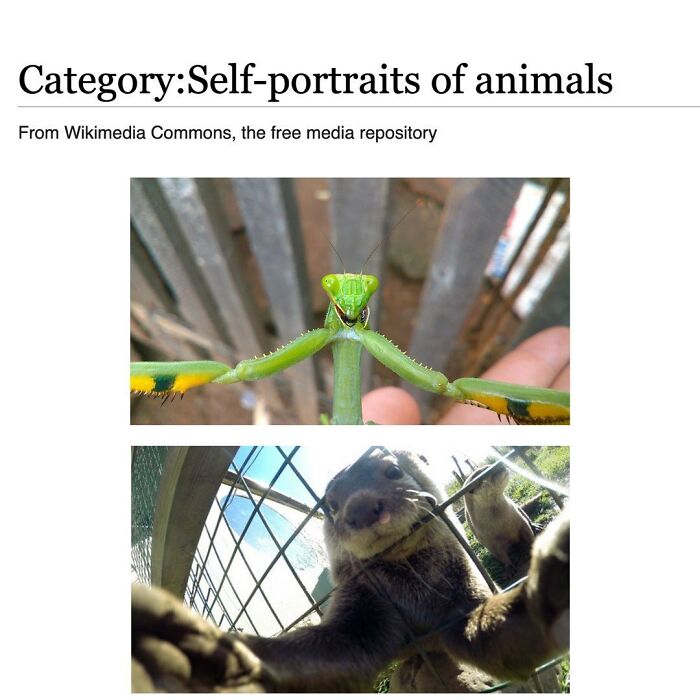 Wait, They Actually Dug Up THESE Wild Animal Facts From Wikipedia?!