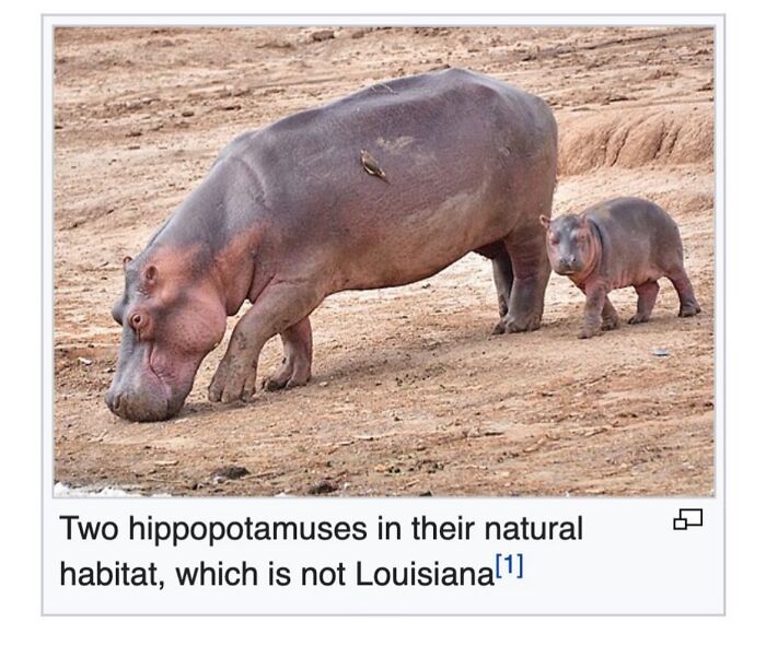 Wait, They Actually Dug Up THESE Wild Animal Facts From Wikipedia?!