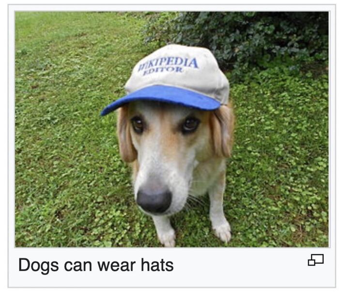 Wait, They Actually Dug Up THESE Wild Animal Facts From Wikipedia?!