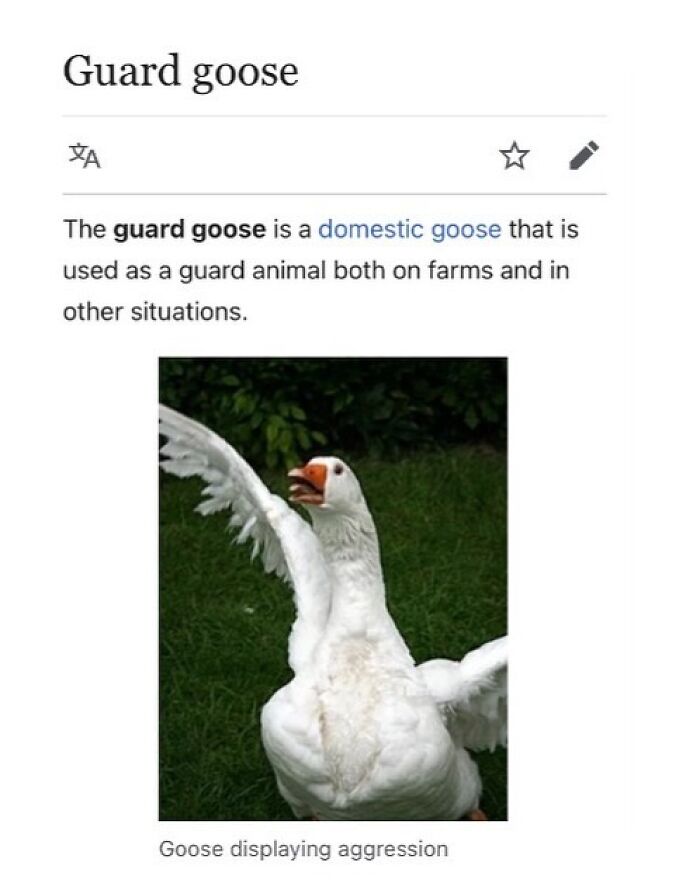 Wait, They Actually Dug Up THESE Wild Animal Facts From Wikipedia?!
