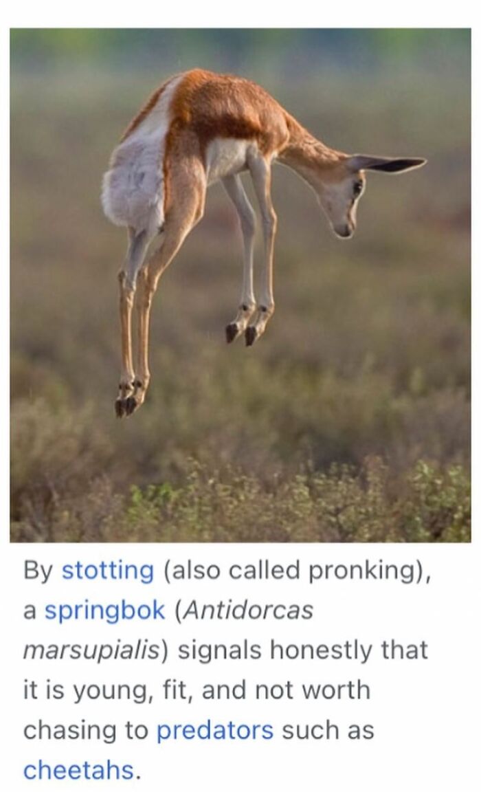 Wait, They Actually Dug Up THESE Wild Animal Facts From Wikipedia?!