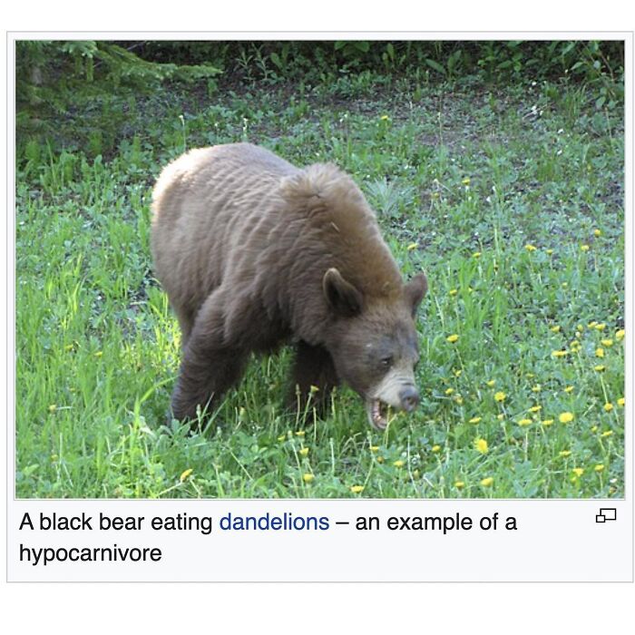 Wait, They Actually Dug Up THESE Wild Animal Facts From Wikipedia?!