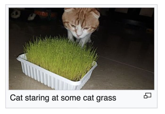 Wait, They Actually Dug Up THESE Wild Animal Facts From Wikipedia?!