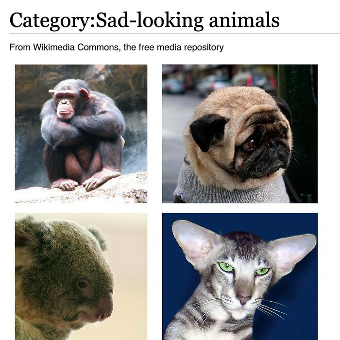 Wait, They Actually Dug Up THESE Wild Animal Facts From Wikipedia?!