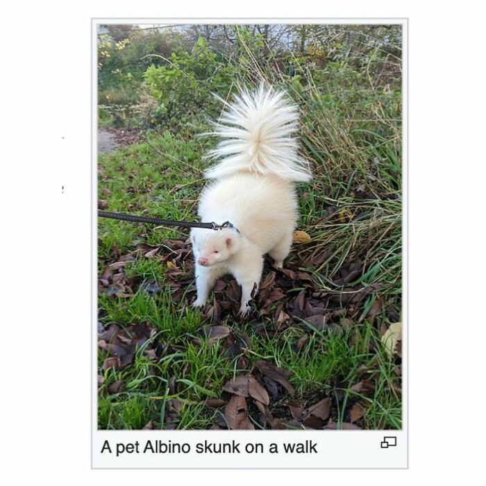Wait, They Actually Dug Up THESE Wild Animal Facts From Wikipedia?!