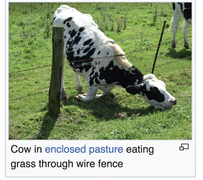 Wait, They Actually Dug Up THESE Wild Animal Facts From Wikipedia?!