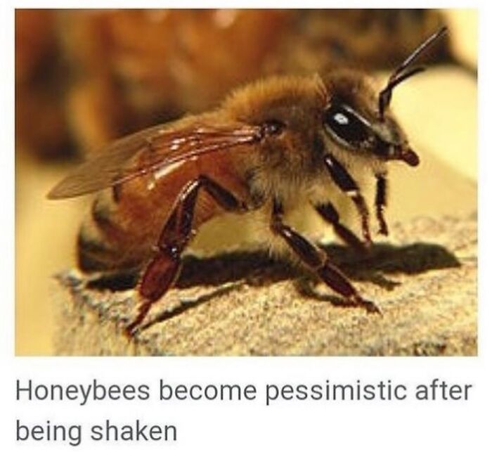 Wait, They Actually Dug Up THESE Wild Animal Facts From Wikipedia?!