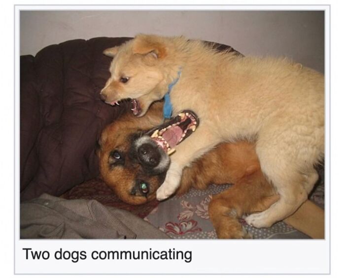 Wait, They Actually Dug Up THESE Wild Animal Facts From Wikipedia?!