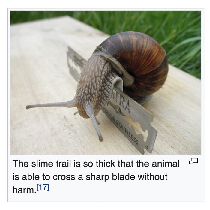 Wait, They Actually Dug Up THESE Wild Animal Facts From Wikipedia?!