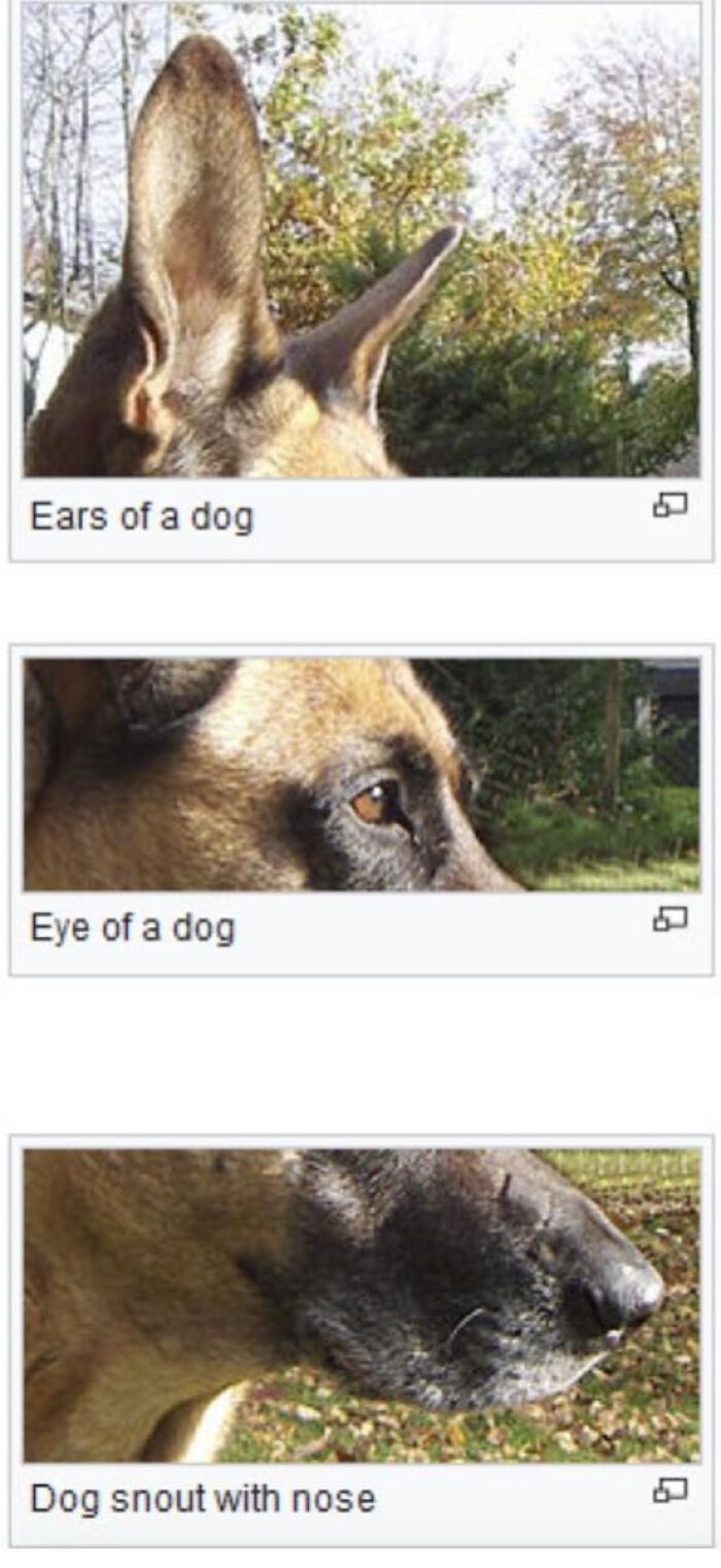 Wait, They Actually Dug Up THESE Wild Animal Facts From Wikipedia?!