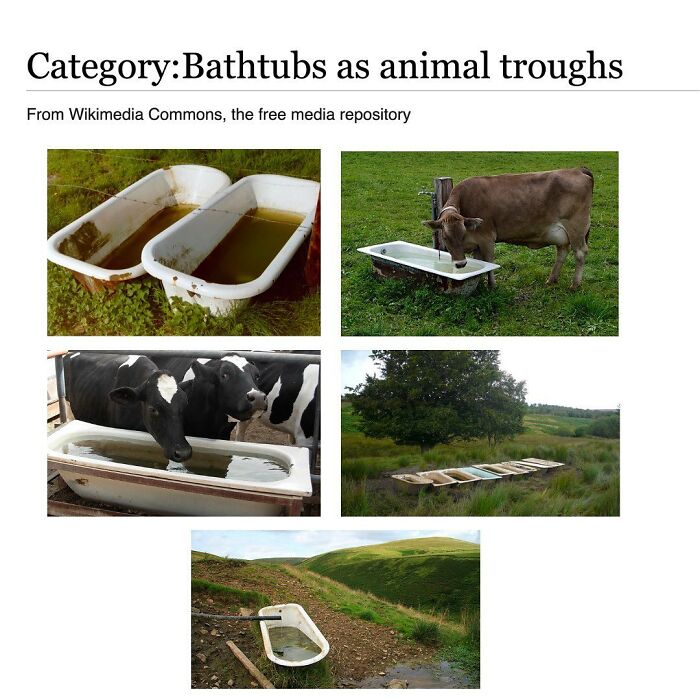 Wait, They Actually Dug Up THESE Wild Animal Facts From Wikipedia?!
