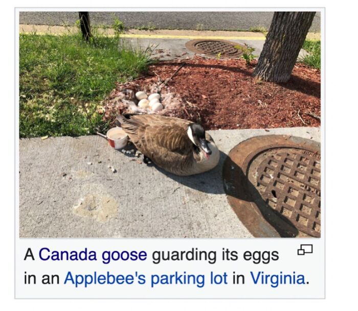 Wait, They Actually Dug Up THESE Wild Animal Facts From Wikipedia?!