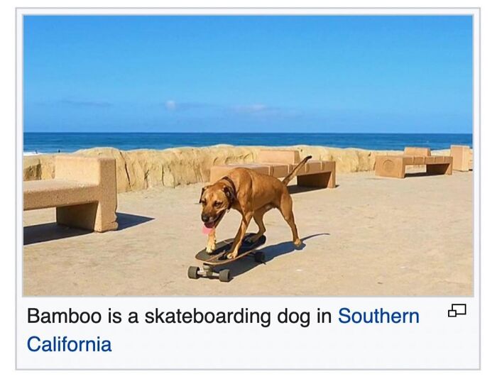 Wait, They Actually Dug Up THESE Wild Animal Facts From Wikipedia?!