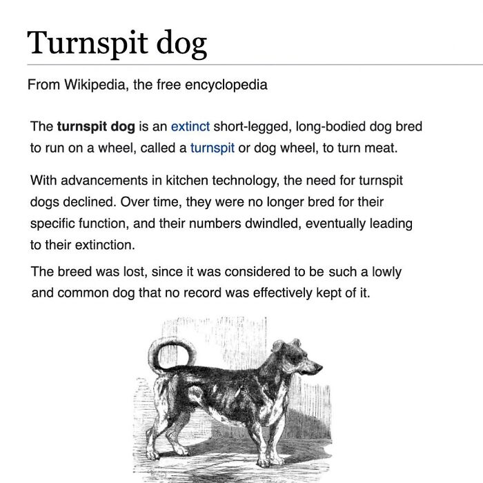 Wait, They Actually Dug Up THESE Wild Animal Facts From Wikipedia?!